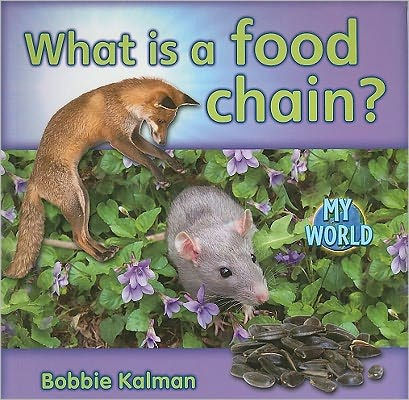 What Is a Food Chain?