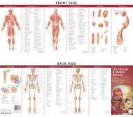 Title: Anatomical Chart Company's Illustrated Pocket Anatomy: The Muscular & Skeletal Systems Study Guide / Edition 2, Author: Anatomical Chart Company