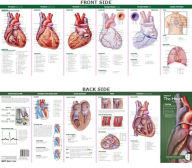 Title: Anatomical Chart Company's Illustrated Pocket Anatomy: Anatomy of The Heart Study Guide / Edition 2, Author: Anatomical Chart Company
