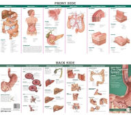 Title: Anatomical Chart Company's Illustrated Pocket Anatomy: Anatomy & Disorders of The Digestive System Study Guide / Edition 2, Author: Anatomical Chart Company