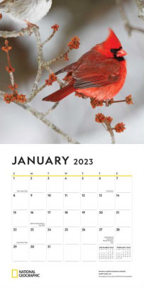National Geographic Calendar 2023 2023 National Geographic: Backyard Birds 2023 Wall Calendar By National  Geographic, Calendar | Barnes & Noble®