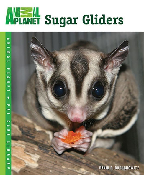 Sugar Gliders