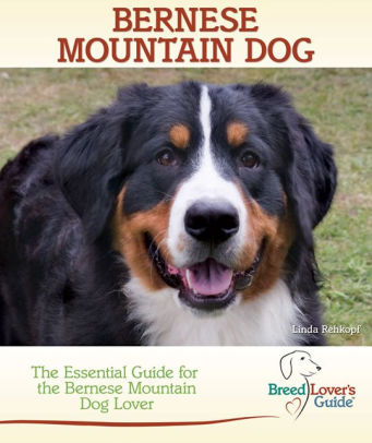 Bernese Mountain Dog The Essential Guide For The Bernese Mountain
