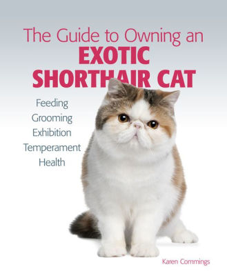 Guide To Owning An Exotic Shorthair Cat By Karen Commings Nook