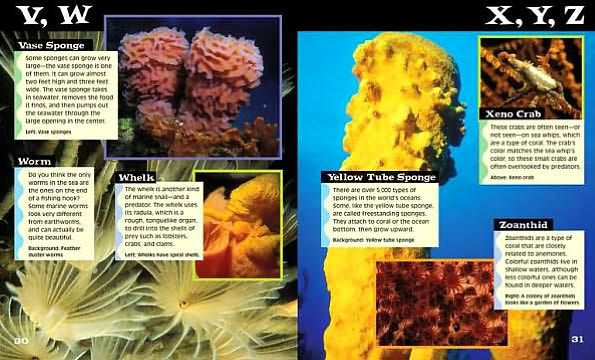 Ocean Life Anemone to Zebra Fish Book & DVD