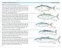 Alternative view 3 of A Field Guide to Coastal Fishes: From Maine to Texas