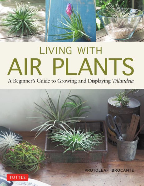 Living with Air Plants: A Beginner's Guide to Growing and Displaying Tillandsia