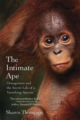 The Intimate Ape Orangutans And The Secret Life Of A
