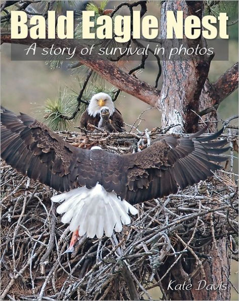 Bald Eagle Nest: A Story of Survival Photos