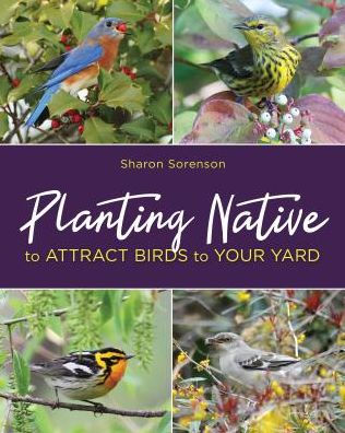 Planting Native to Attract Birds to Your Yard