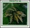 Title: Tarantulas, Author: Louise Martin