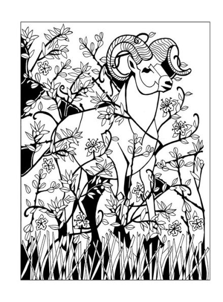 Shalom Coloring III: Animals of the Bible