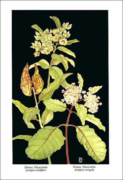 Flowers Native to the Deep South