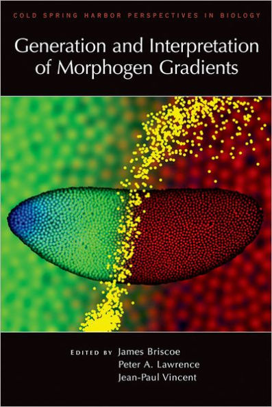 Generation and Interpretation of Morphogen Gradients