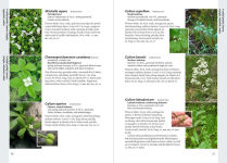 Alternative view 3 of Wildflowers of the Pacific Northwest: Timber Press Field Guide