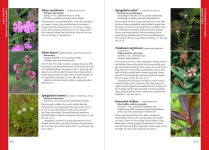 Alternative view 4 of Wildflowers of the Pacific Northwest: Timber Press Field Guide