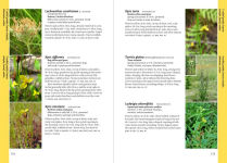 Alternative view 5 of Wildflowers of the Pacific Northwest: Timber Press Field Guide