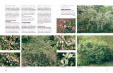 Alternative view 3 of Dirr's Encyclopedia of Trees and Shrubs