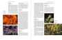 Alternative view 8 of Japanese Maples: The Complete Guide to Selection and Cultivation, Fourth Edition
