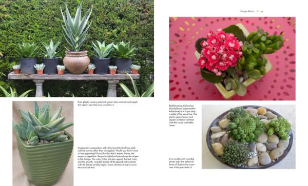 Showcase Succulents in Large Pots - Debra Lee Baldwin