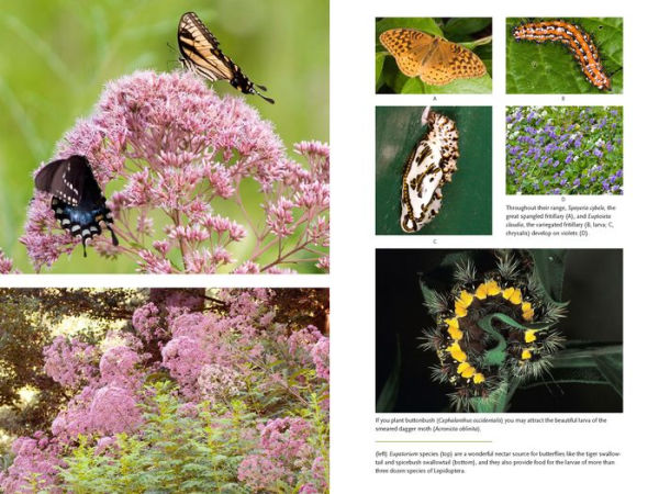 Bringing Nature Home: How You Can Sustain Wildlife with Native Plants, Updated and Expanded