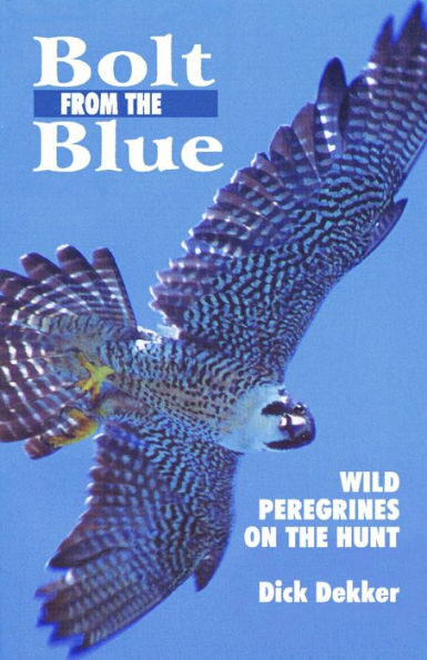 Bolt from the Blue: Wild Peregrines on the Hunt