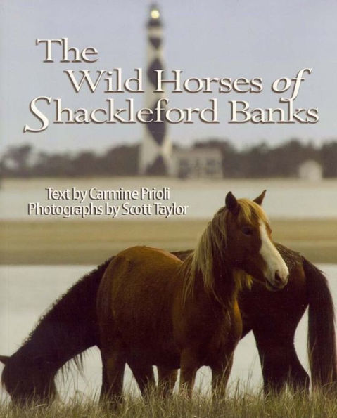 Wild Horses of Shackleford Banks