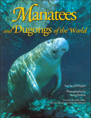 Manatees And Dugongs Of The World Worldlife Discovery