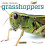 Grasshoppers (Creepy Creatures Series)