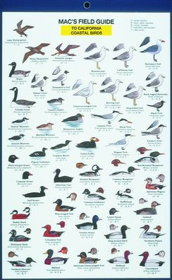 Mac's Field Guide to California Coastal Birds