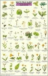 Title: Mac's Field Guide to Pacific Northwest Flowers, Author: Craig Macgowan