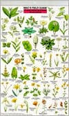 Title: Mac's Field Guide to Northern California Wildflowers, Author: Craig Macgowan