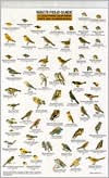 Title: Mac's Field Guide to Southern California Park Backyard Birds, Author: Craig MacGowan