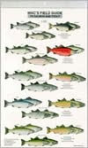 Title: Mac's Field Guides: North America/Salmon and Trout, Author: Craig Macgowan
