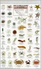 Mac's Field Guide to California Coastal Invertebrates