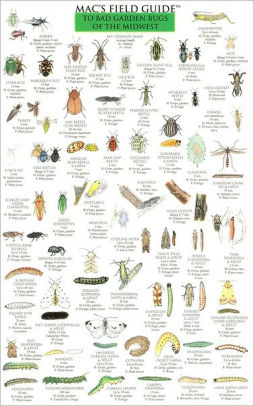 Mac S Field Guide To Bad Garden Bugs Of The Midwest By