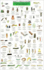 Mac's Field Guide to Bad Garden Bugs of the Midwest