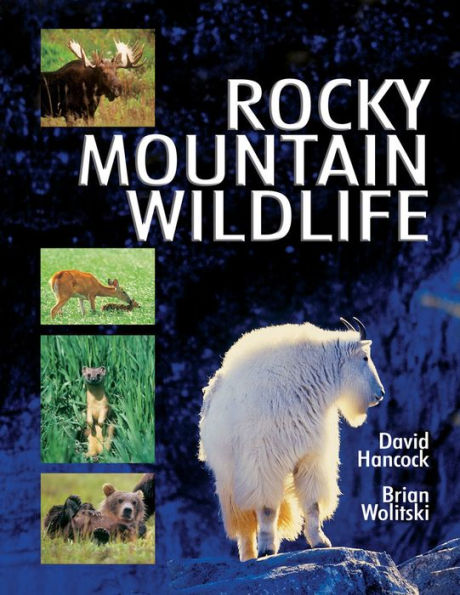Rocky Mountain Wildlife: Ecology, Behavior, Identification & Distribution