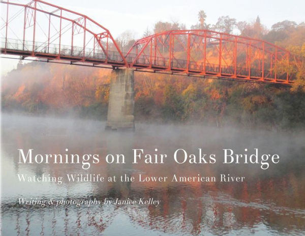 Mornings on Fair Oaks Bridge: Watching Wildlife at the Lower American River