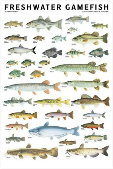 Freshwater Gamefish of North America Poster by Joseph R. Tomelleri ...