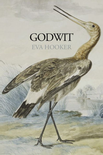 Godwit