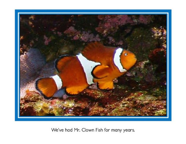 Our Salt Water Aquarium