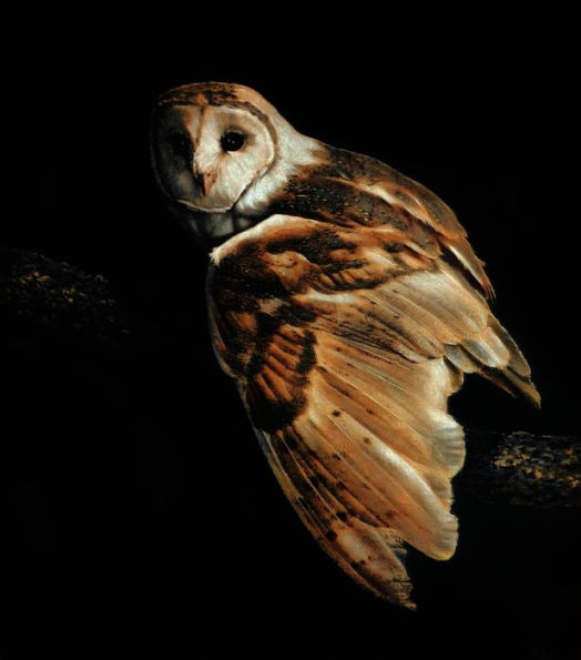 Beauty in the Beast: Flora, Fauna, and Endangered Species of Artist Ralph Burke Tyree