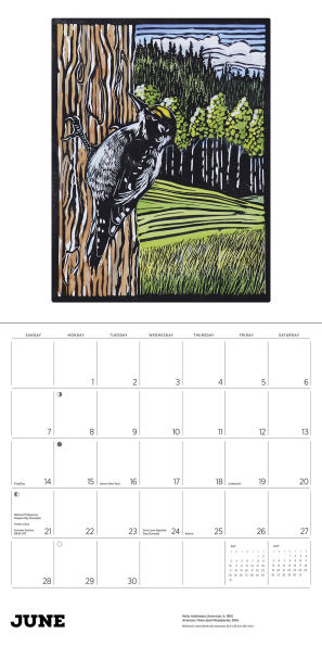2026 Molly Hashimoto: Birds Wall Calendar