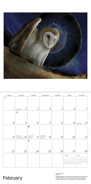 2026 Owls: Jeannine Chappell Wall Calendar