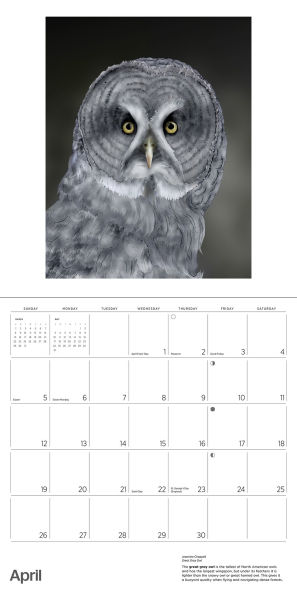 2026 Owls: Jeannine Chappell Wall Calendar