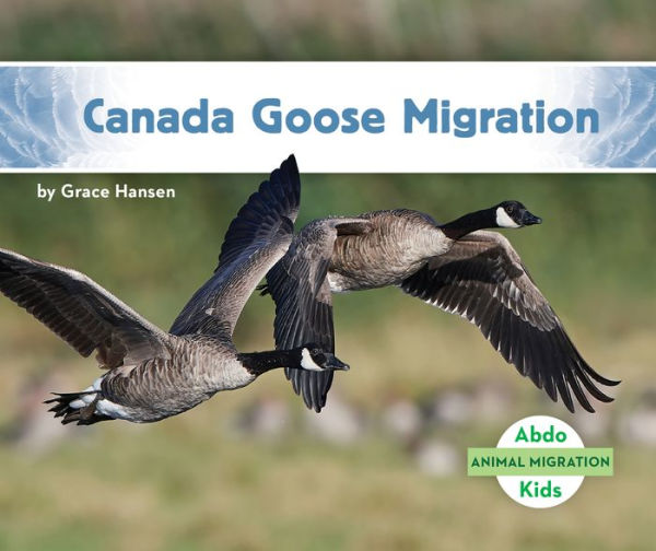 Canada Goose Migration