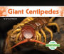 Giant Centipedes