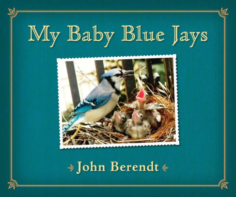 My Baby Blue Jays By John Berendt Nook Book Nook Kids Ebook Barnes Noble