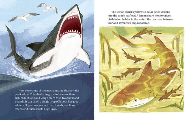 My Little Golden Book About Sharks